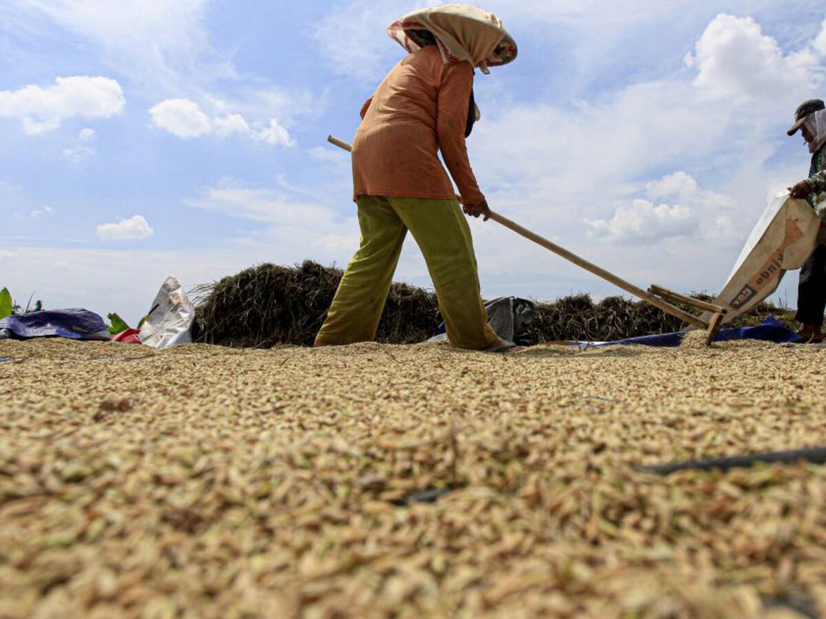 Filipinas aprueba producción de arroz modificado genéticamente
