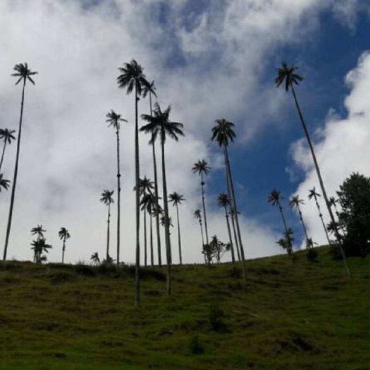 Hay que construir el santuario para proteger la palma de cera: expertos