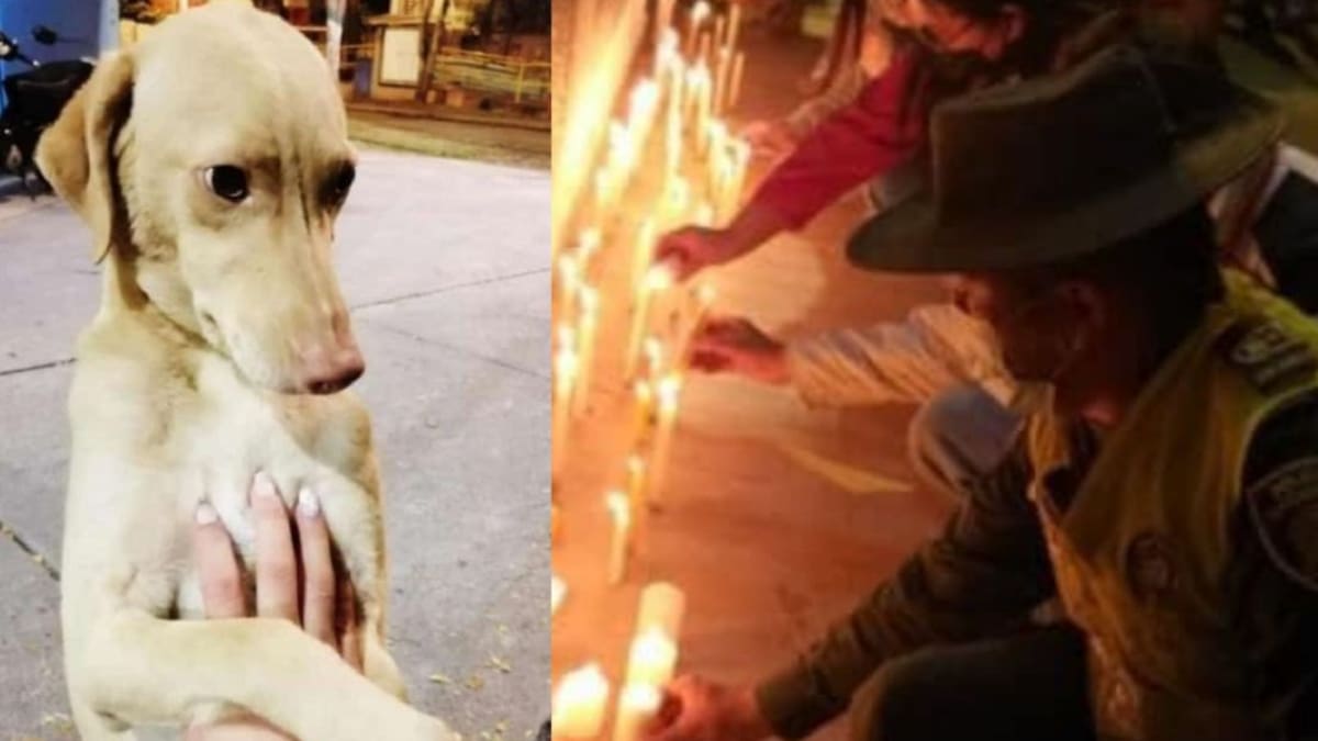 Velatón por Mono, la mascota que falleció en CAI de Tuluá