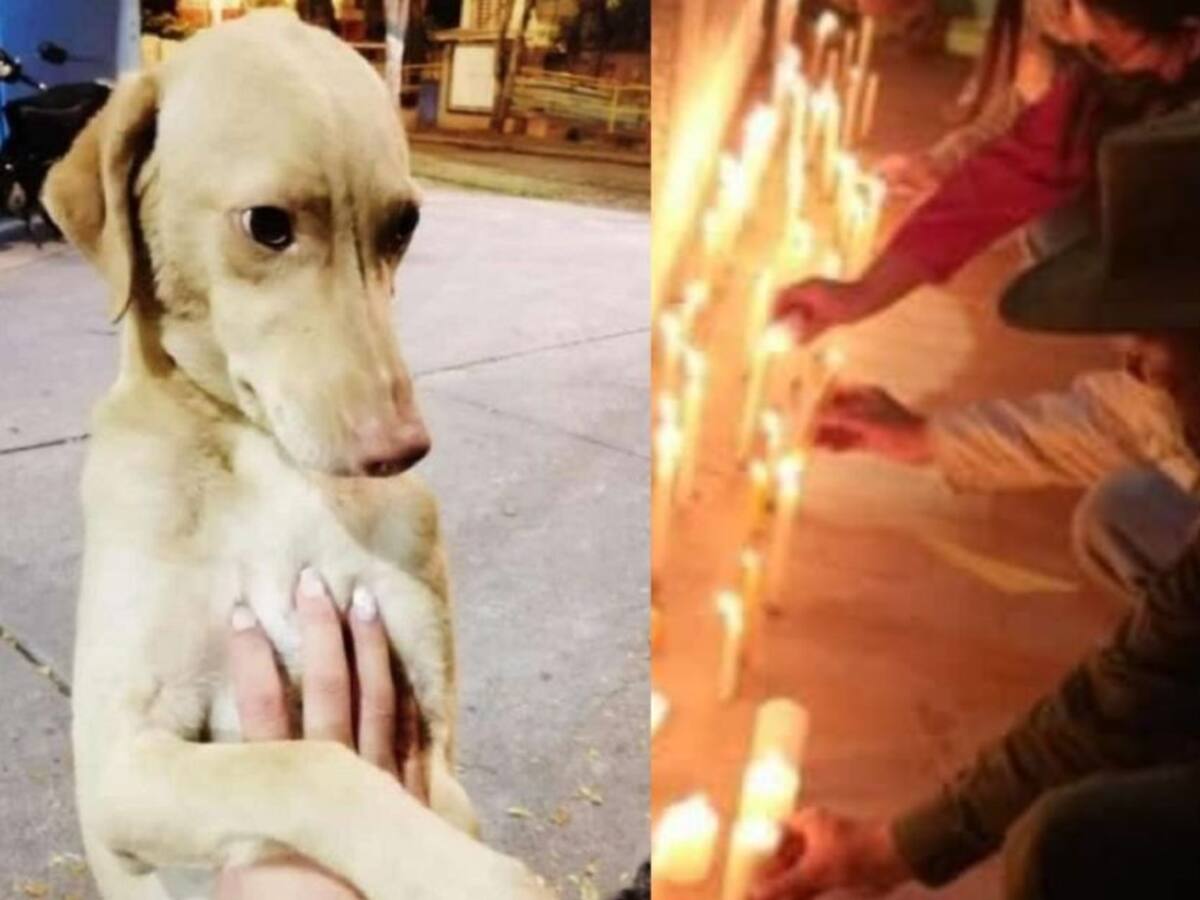 Velatón por Mono, la mascota que falleció en CAI de Tuluá