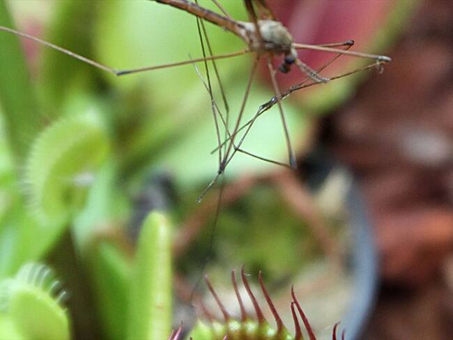Instituto Humboldt ha encontrado nuevas especies de animales y plantas