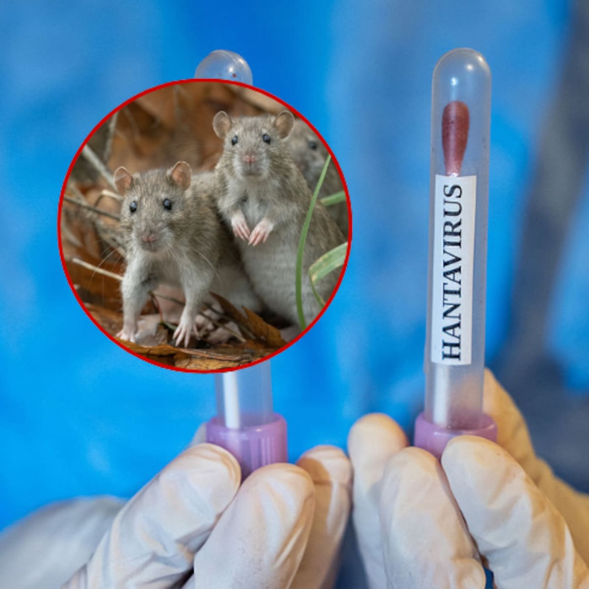 Experto en hantavirus aclara si es igual de contagioso y letal que el COVID y la influenza