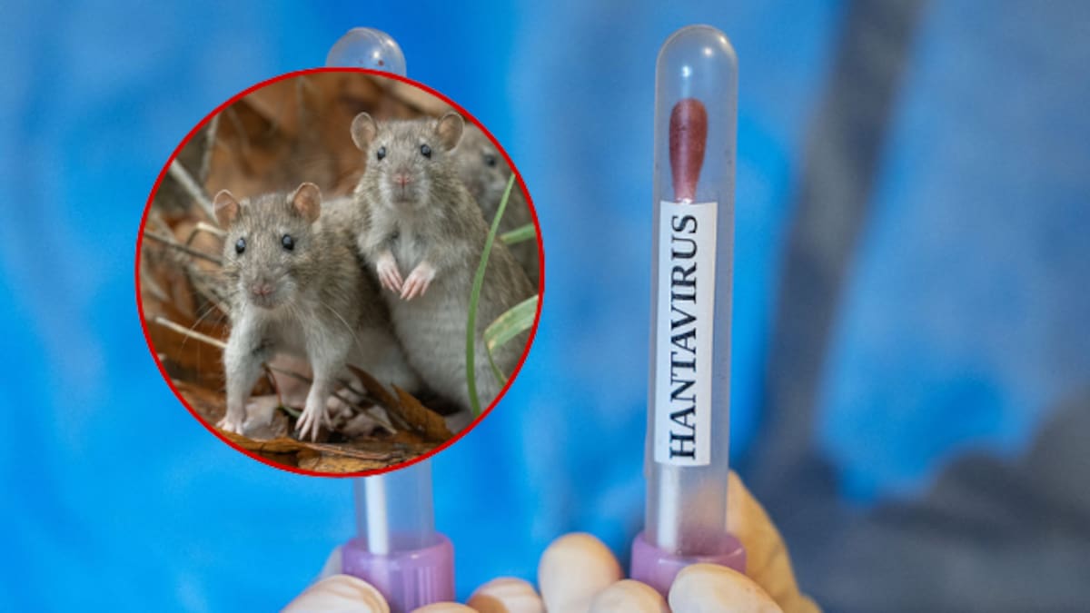 Hantavirus: Bogotá mantiene estricto seguimiento epidemiológico ante panorama internacional