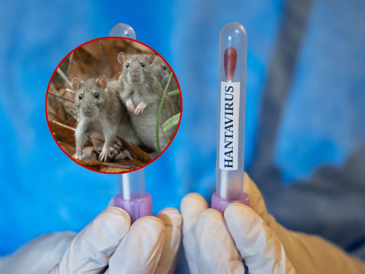 Hantavirus: Bogotá mantiene estricto seguimiento epidemiológico ante panorama internacional