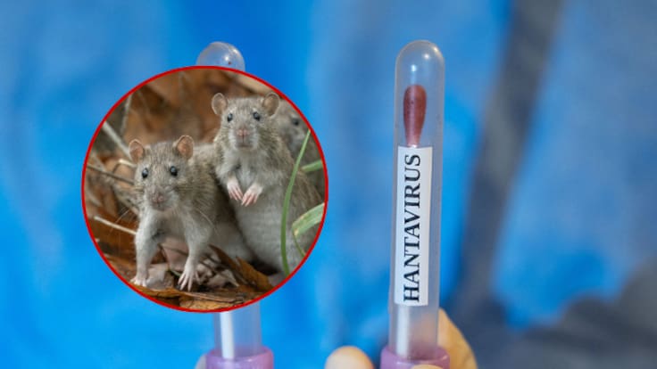Experto en hantavirus aclara si es igual de contagioso y letal que el COVID y la influenza