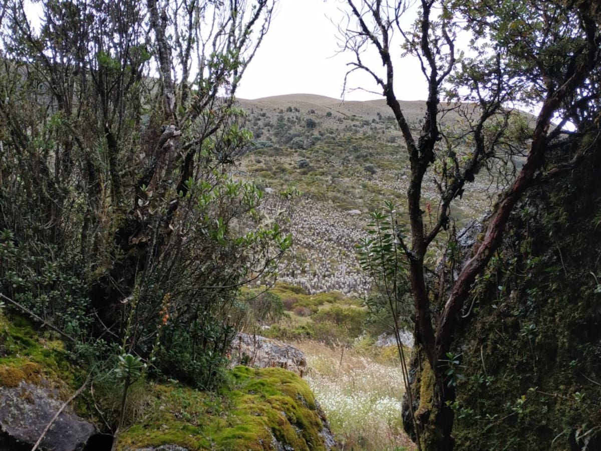 En Guantiva-La Rusia, los árboles colorados crecen a la misma altura que los frailejones. 