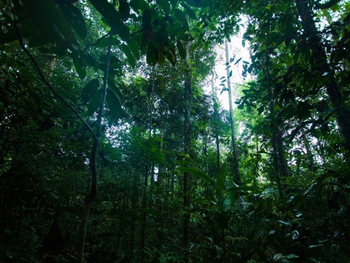 Es urgente establecer la zonificación productiva para la protección de los bosques