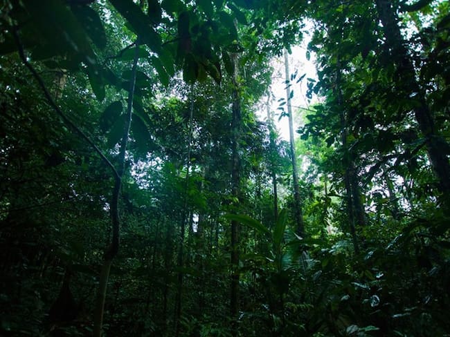 Bosque Amazonia colombiana. Foto: Getty Images