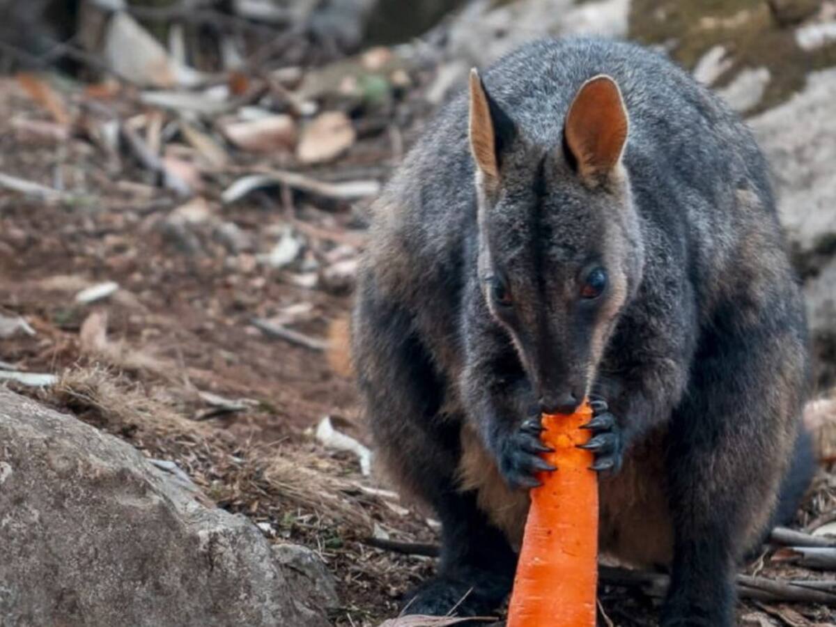 Australia lanza desde helicópteros comida a animales afectados