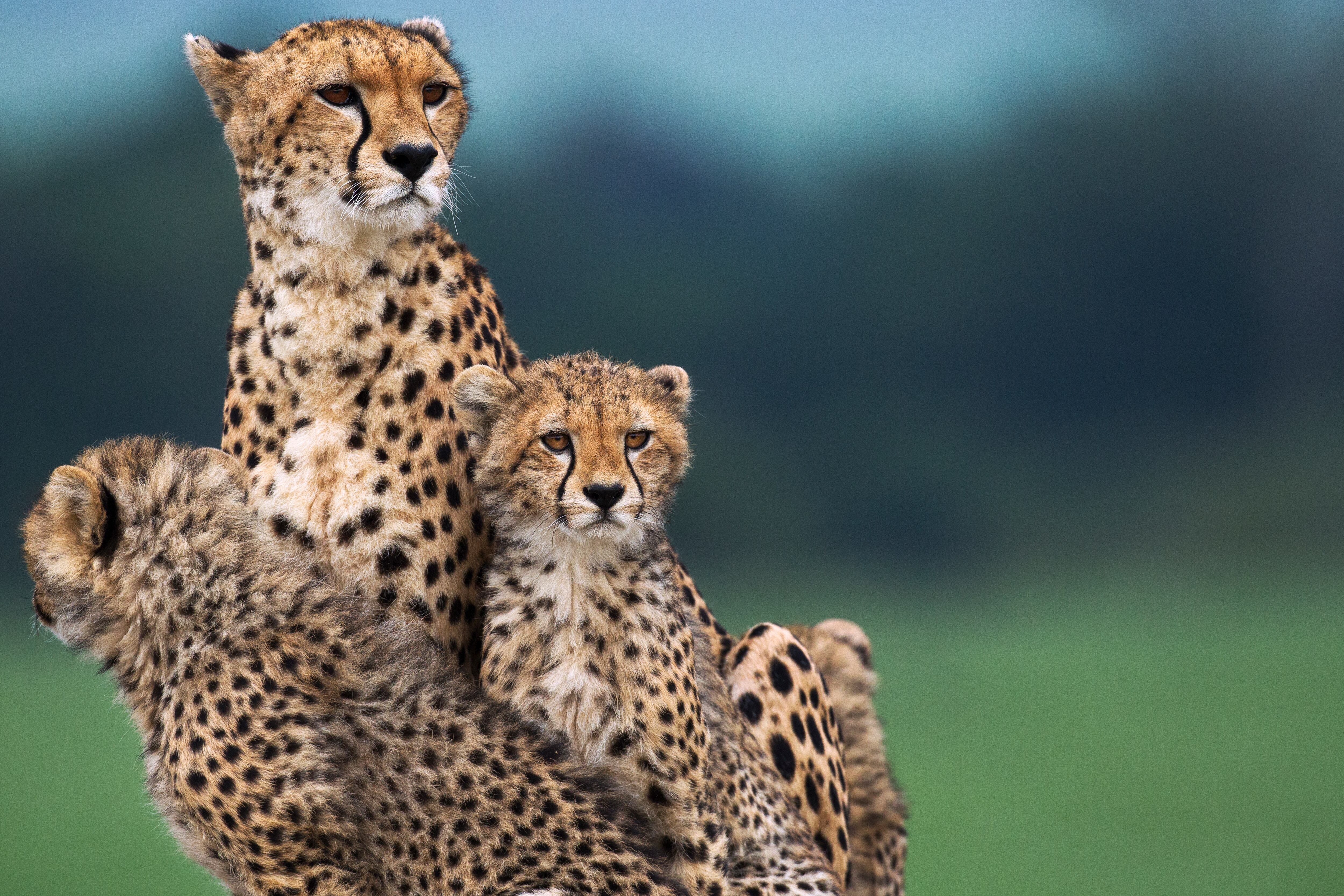 Cheetah female and cubs aged 6-9 months sitting on a termite mound  (Acinonyx jubatus). Maasai Mara National Reserve, Kenya. Jan 2015.