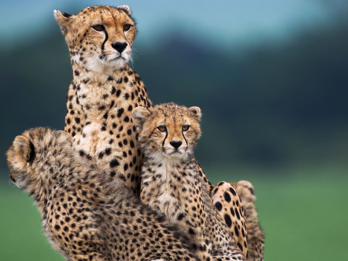 Guepardo: considerado el animal terrestre más veloz, en peligro crítico de extinción