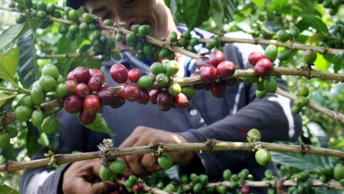 10.000 recolectores de café para la segunda cosecha del año en el Quindío