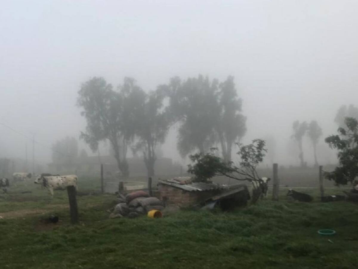 César Pachón: “El Gobierno no ha planteado soluciones reales a las heladas”