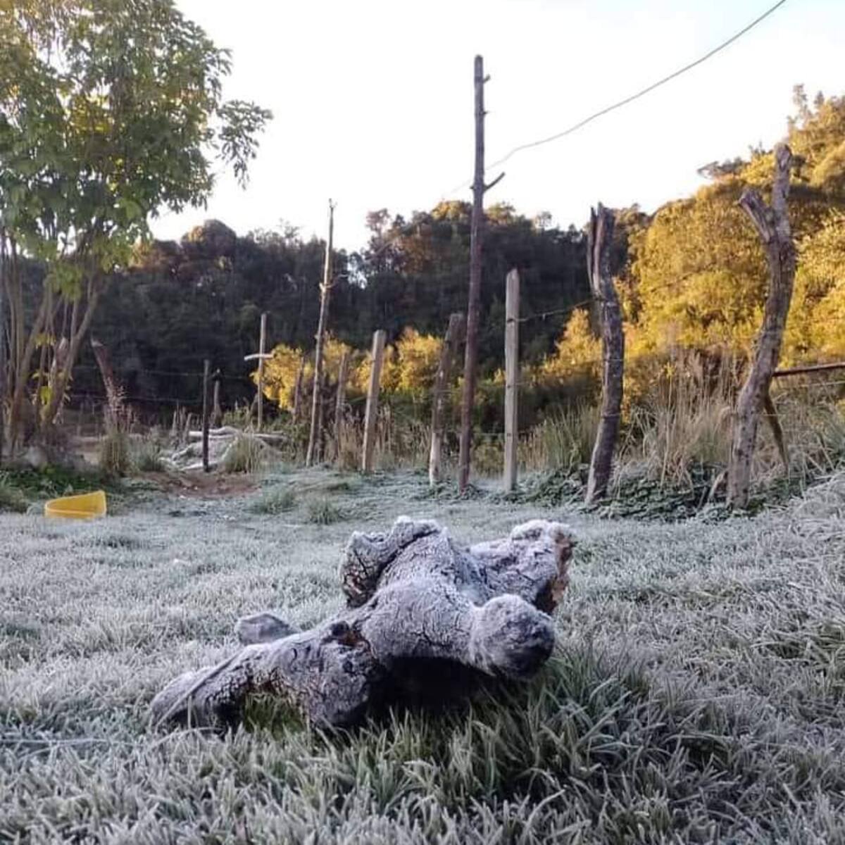 Heladas en Santurbán altera la producción diaria de 700 toneladas de cebolla
