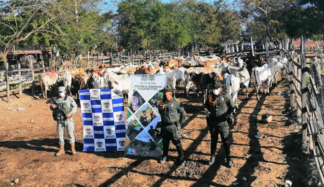 El lote de animales tiene un valor aproximado a los 110 millones de pesos y al parecer iba a ser comercializado en varias poblaciones de Bolívar