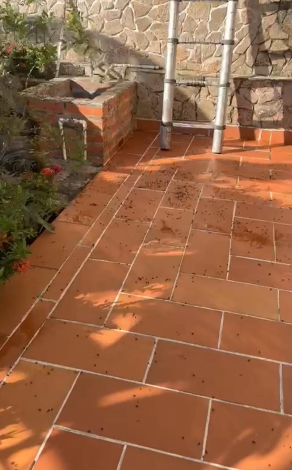 Proliferación de moscas en la vereda Galán de Villa del Rosario genera  preocupación