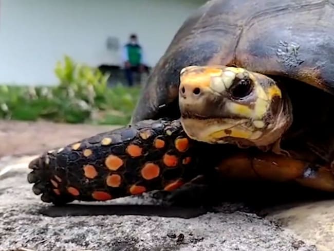 A machete le quitaron un brazo a una tortuga en Santander