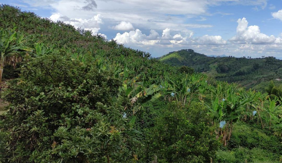 Imagen de referencia