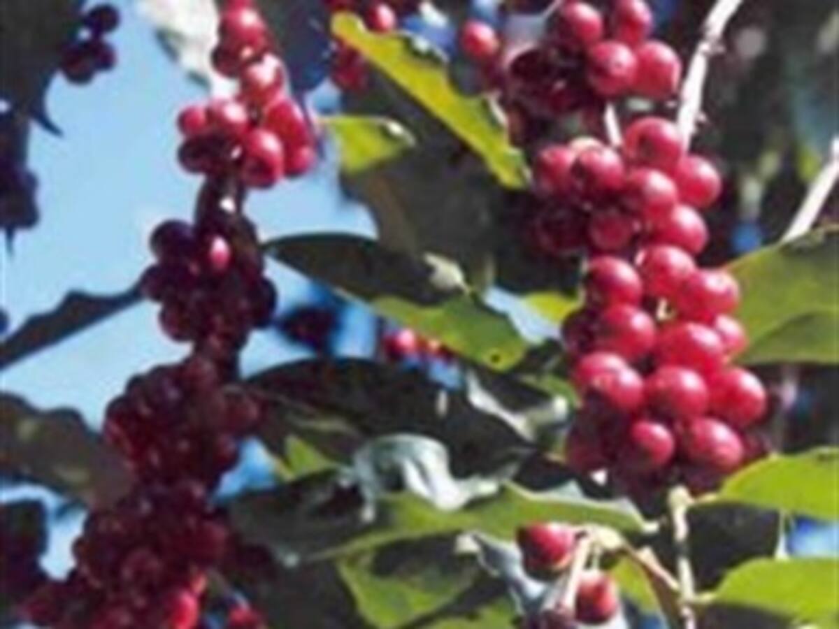 El Wall Street Journal alerta sobre crisis cafetera en Colombia