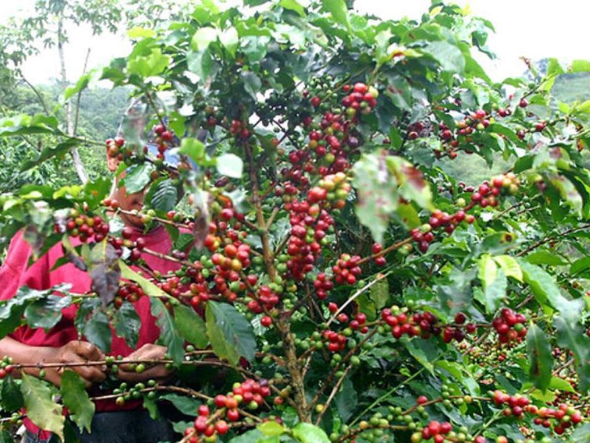 Listos los 40 finalistas del concurso de Taza Café de Antioquia