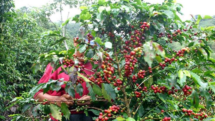 Listos los 40 finalistas del concurso de Taza Café de Antioquia