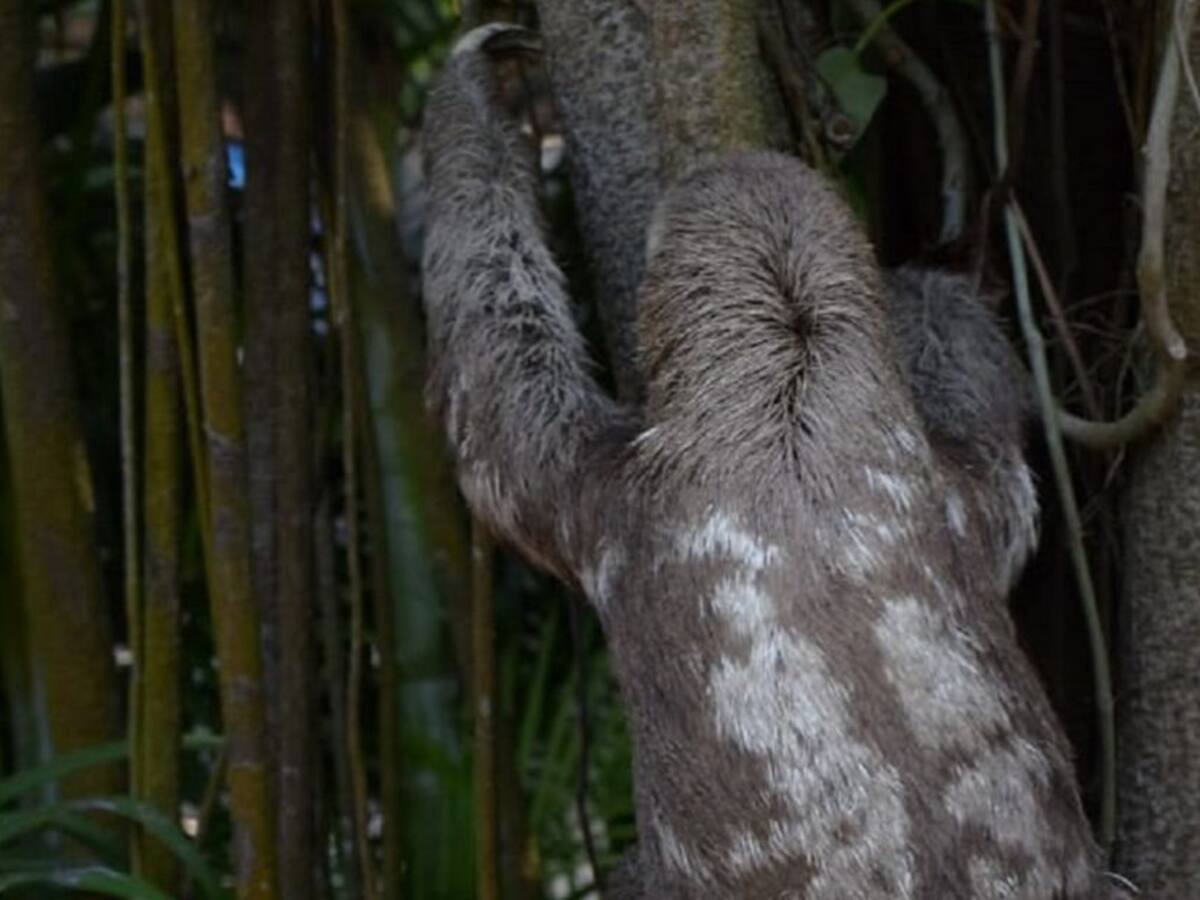 En Cartagena liberan a oso perezoso que estaba en cautiverio