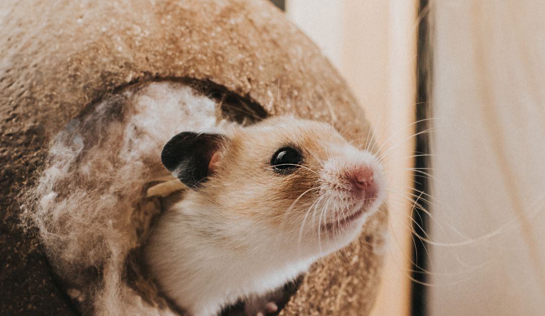 Magawa, el pequeño roedor limpiaminas que falleció como todo un héroe