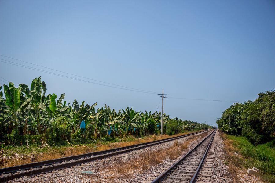 Zona Bananera . Asbama