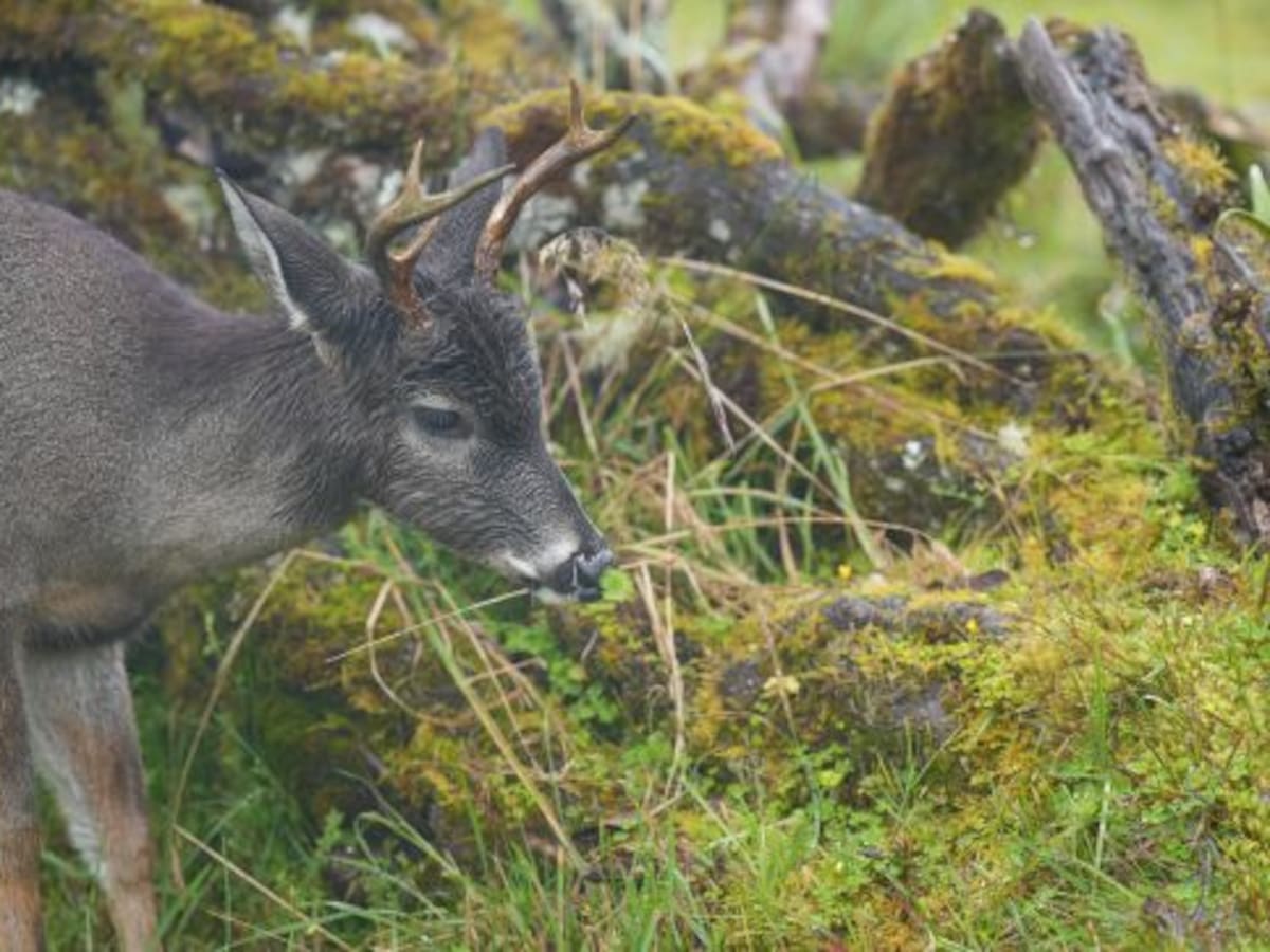 Habitantes de Tipacoque piden medidas a INVIAS ante muerte masiva de animales