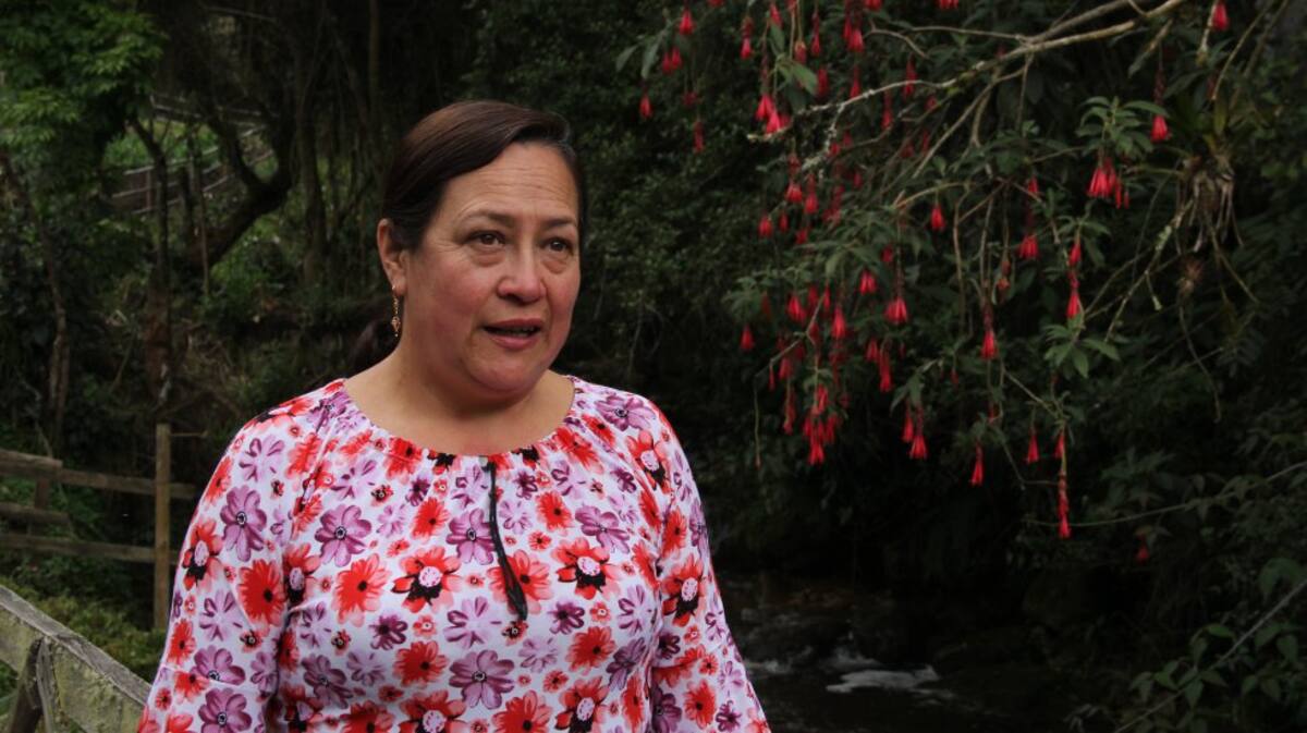 El Pino, la finca que tiene María Elisa Pabón en el municipio de Mutiscua, está atravesada por una quebrada de aguas cristalinas que es visitada por decenas de turistas. Allí cultiva productos orgánicos, conserva una gran cantidad de bosque altoandino y cocina los platos típicos de Norte de Santander.