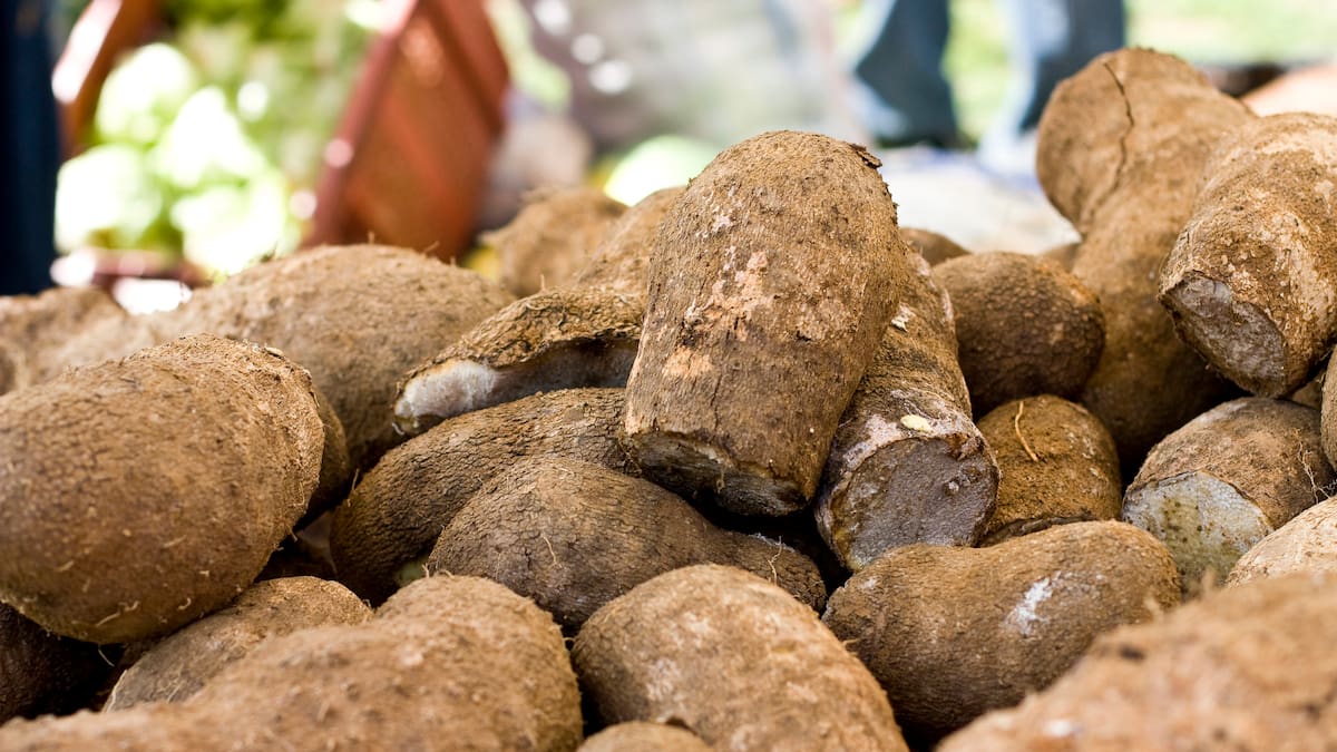 Colombia Visible: exportar ñame, emprendimiento campesino en Montes de María