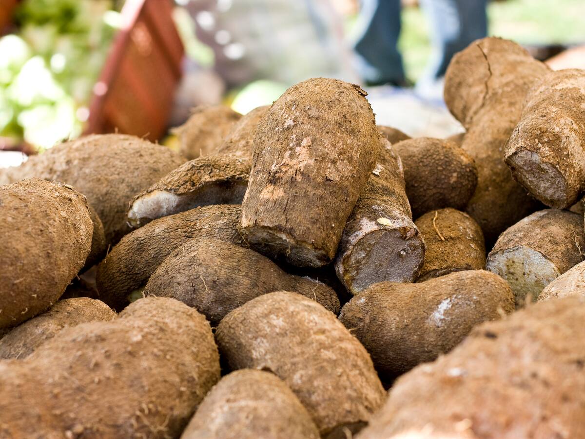 Colombia exporta ñame de los Montes de María hacia los Estados Unidos