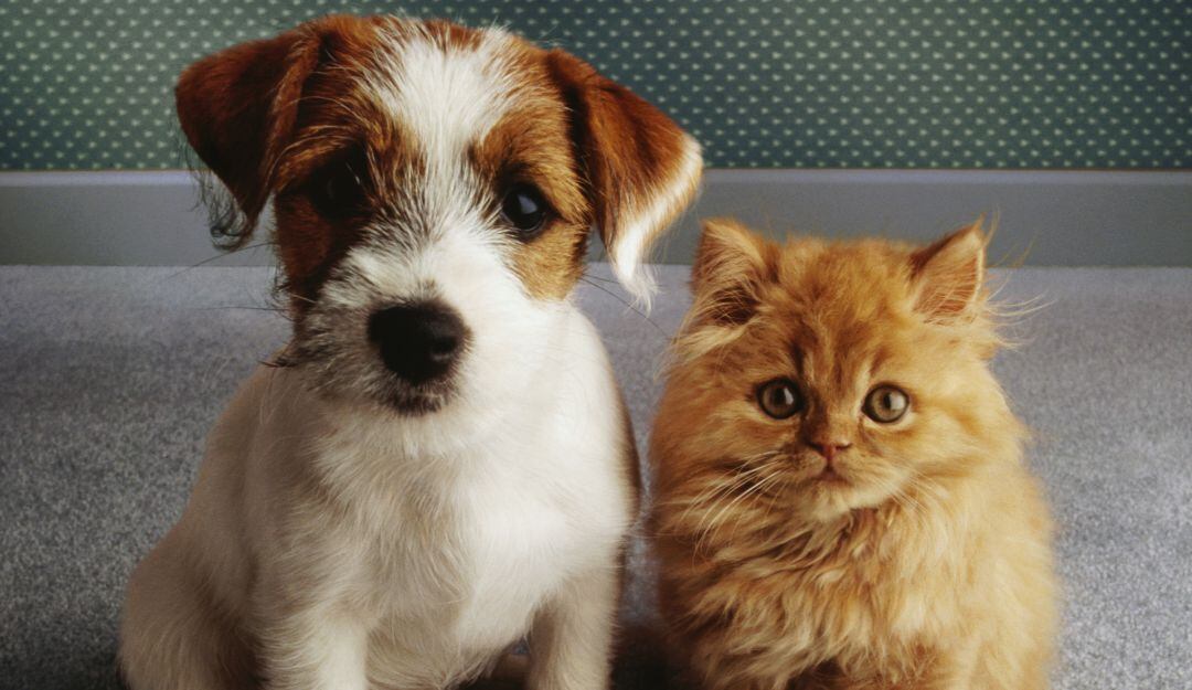 ¡No se quede sin adoptar! Este 12 y 13 de febrero podrá buscar una mascota