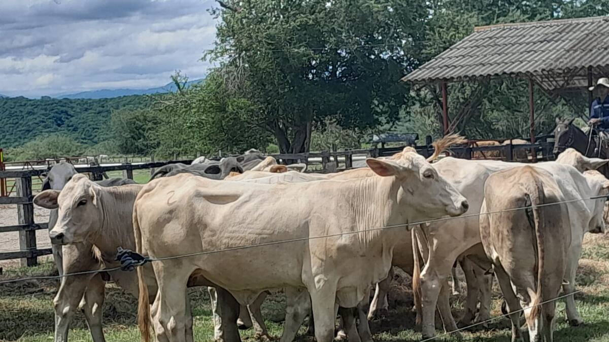 Colombia exportará carne bovina a El Salvador