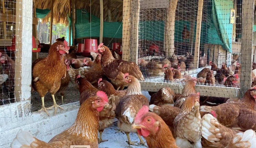 Gallinas ponen más huevos escuchando champeta, según campesinas de Palmito
