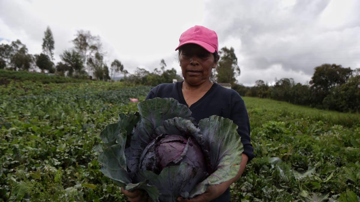 Aprobado en primera vuelta proyecto que reconoce al campesinado como sujeto político