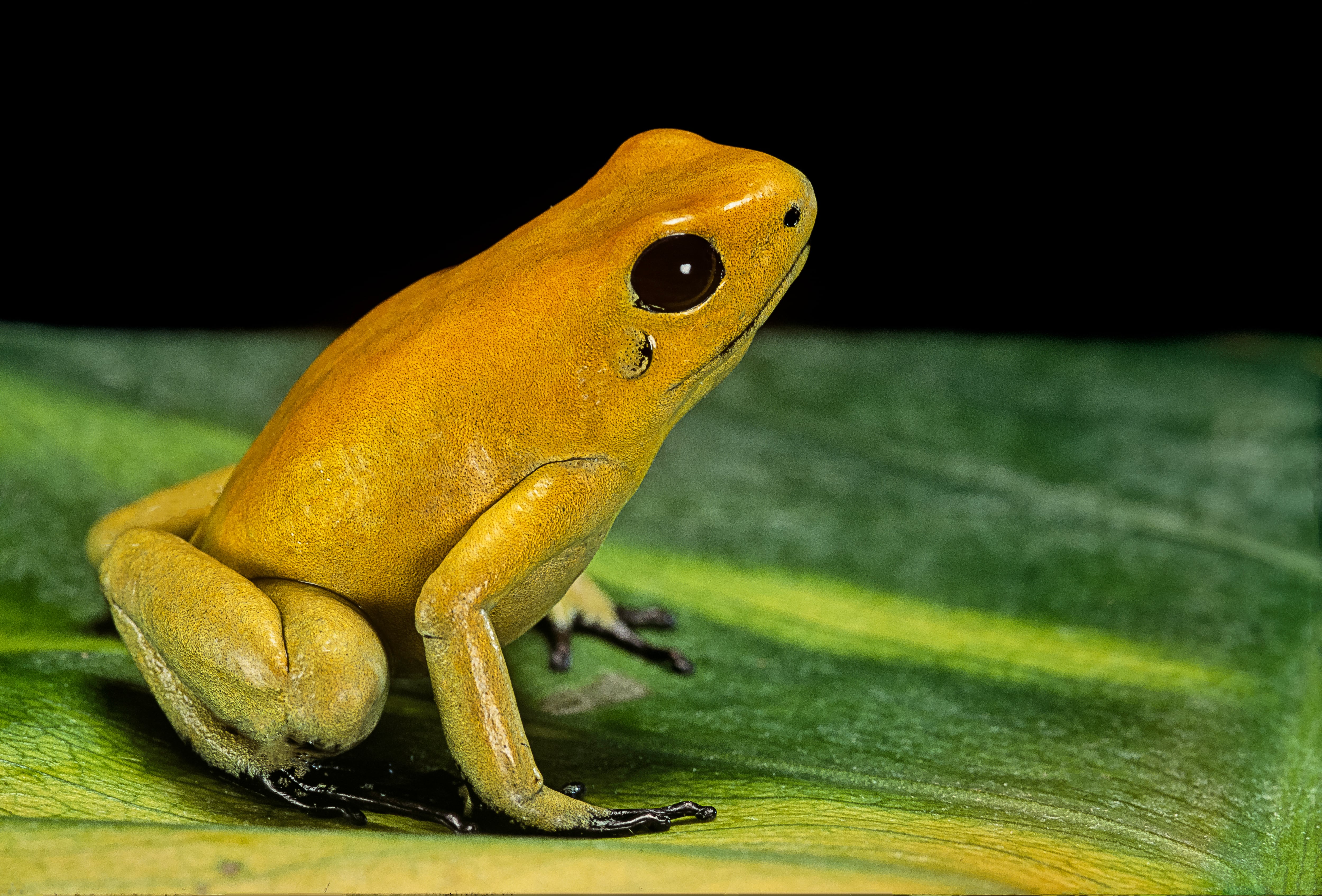 'Phyllobates terribilis', rana dorada venenosa, imagen de referencia (Getty Images).