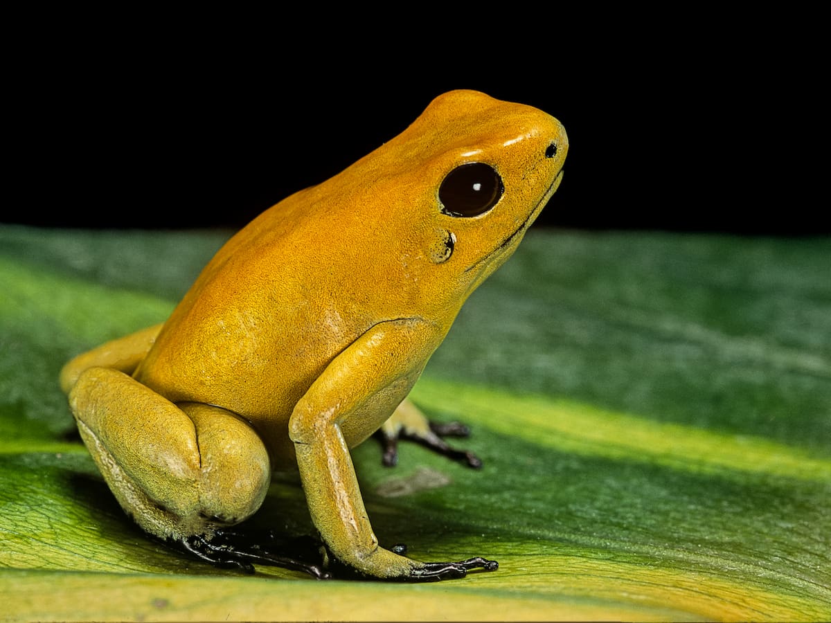 La rana más venenosa del mundo que habita en Colombia: ¿cómo se llama? Es muy ‘exótica’