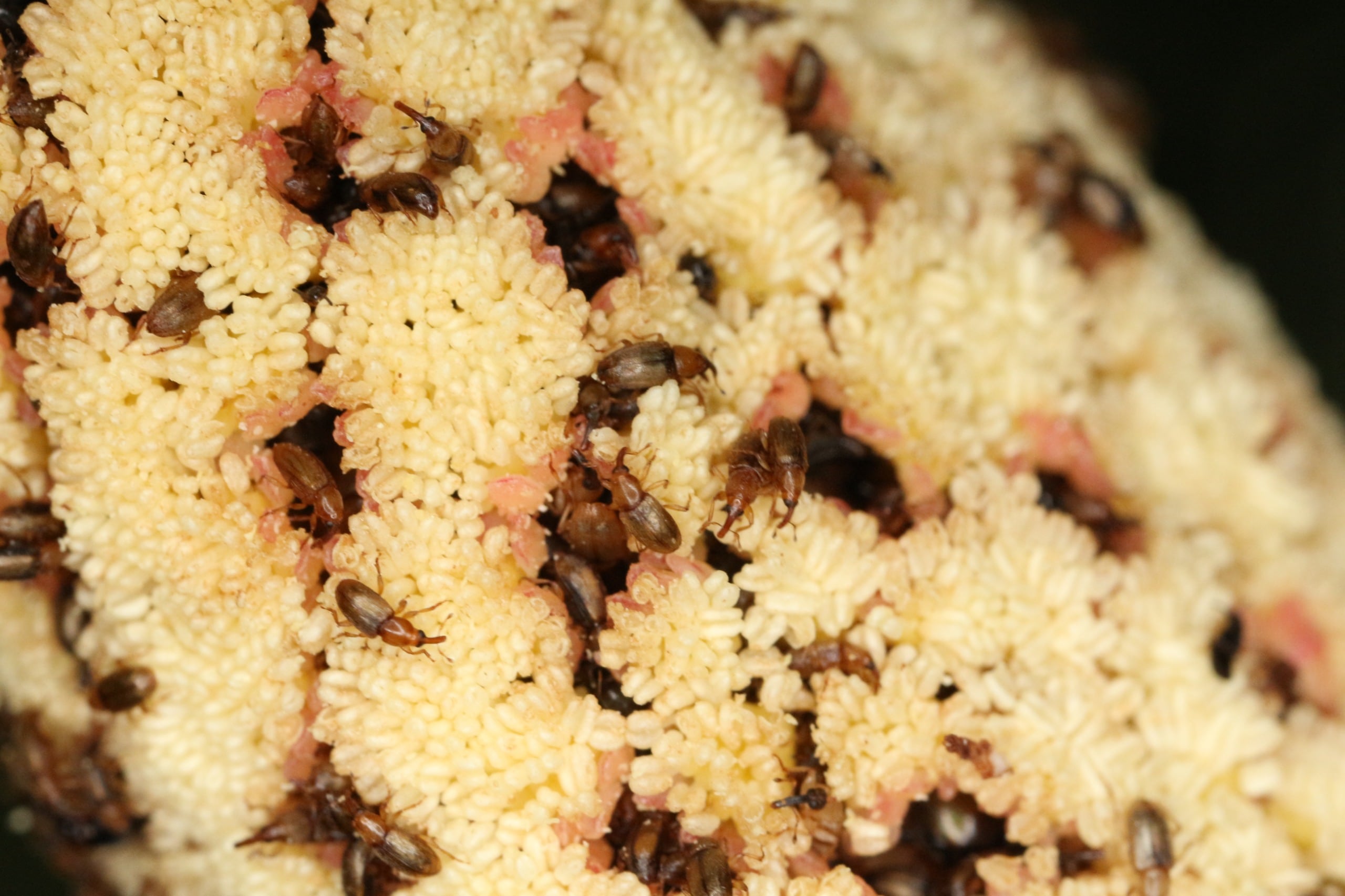 Foto: Camilo Flórez-V/Especies nuevas de picudos polinizadores descubiertos por el grupo de investigación del CES durante una expedición a Anorí (Antioquia), en 2018.