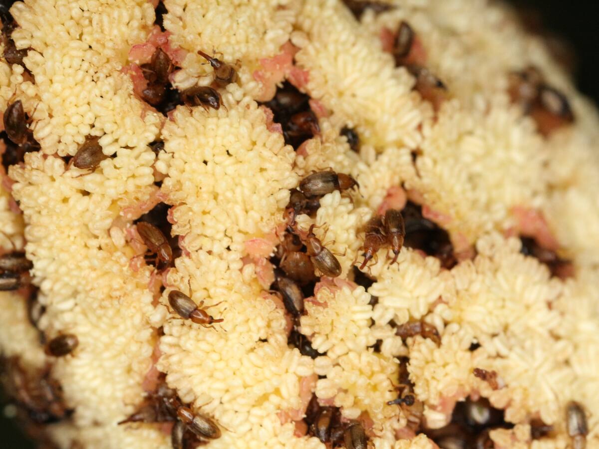 Investigación del CES resalta el papel de los “polinizadores olvidados” en el ecosistema