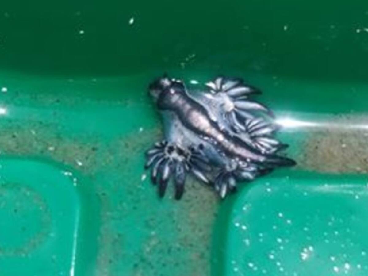 Encuentran “dragones azules” en playa de Estados Unidos