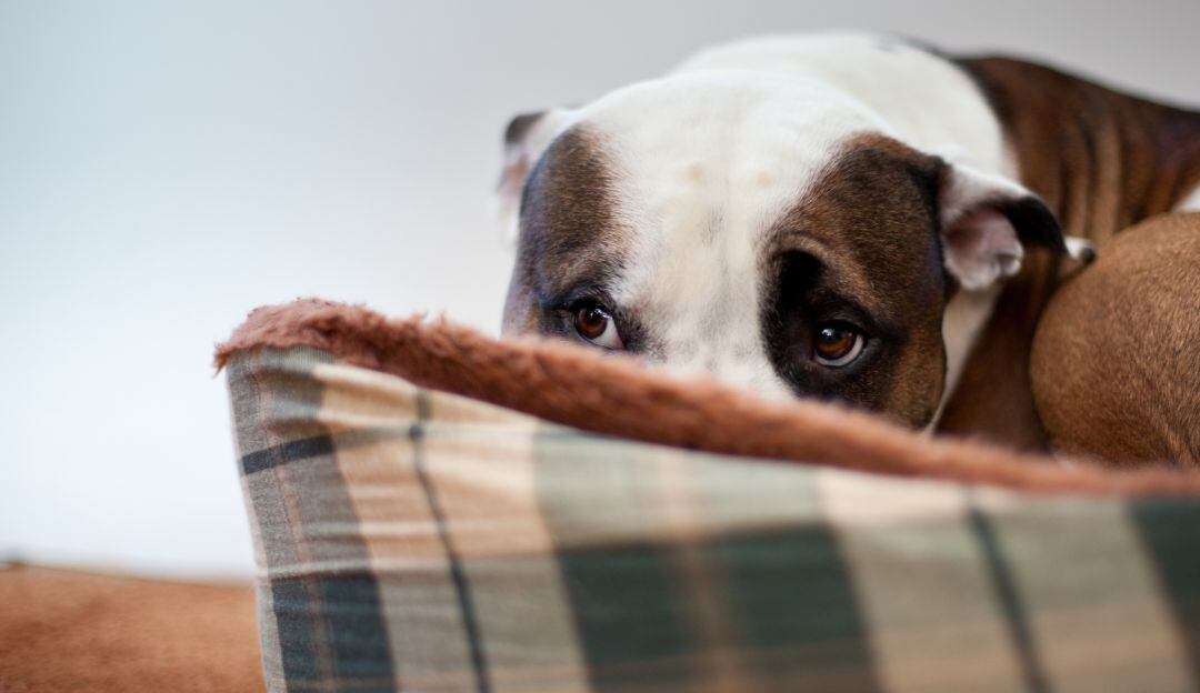 Imagen de referencia