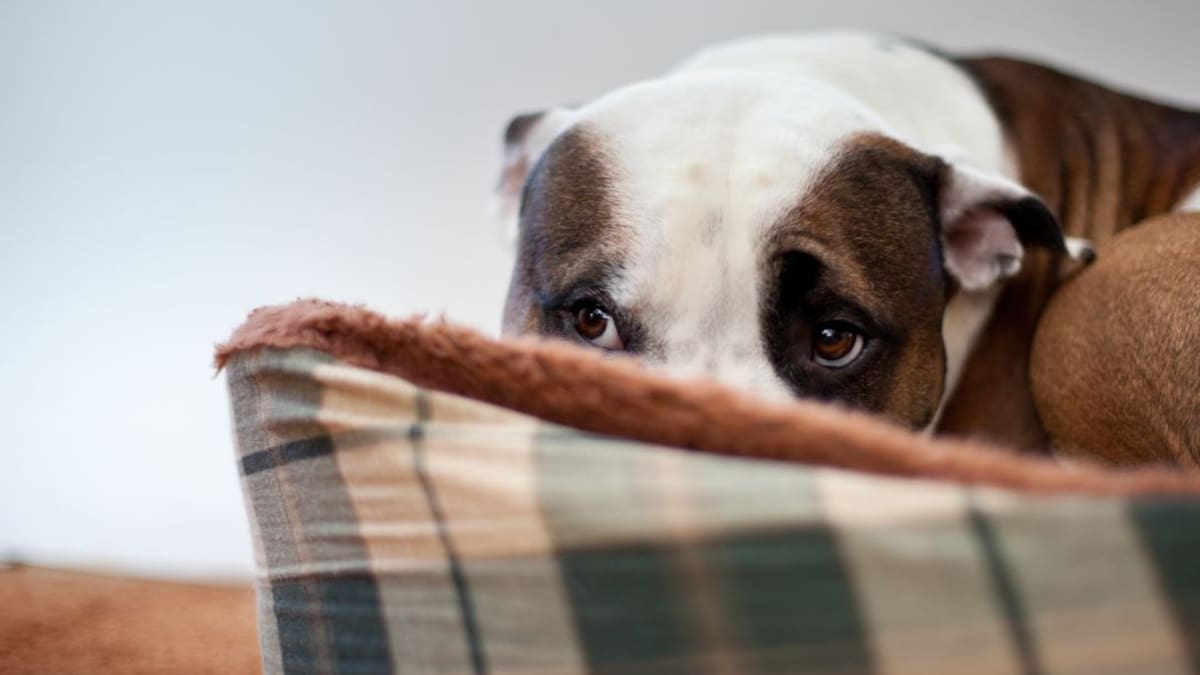 Únase a la jordana de adopción de perritos de manejo especial