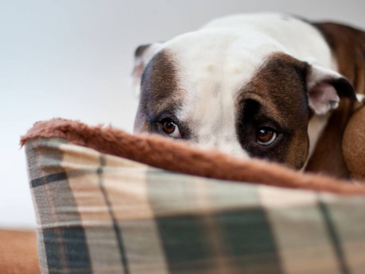 Únase a la jordana de adopción de perritos de manejo especial