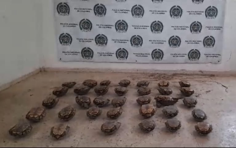 Policía captura a un hombre que transportaba de manera ilegal 32 hicoteas