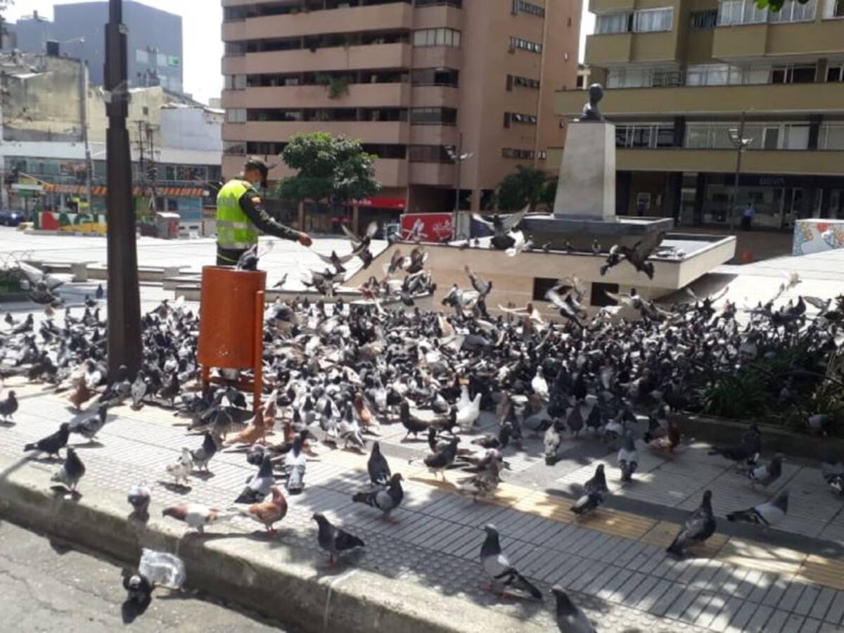 Patrullero de la Policía alimenta a más de 500 palomas