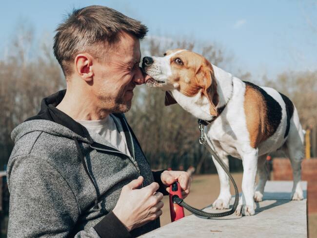 Perro Beagle // Getty Images