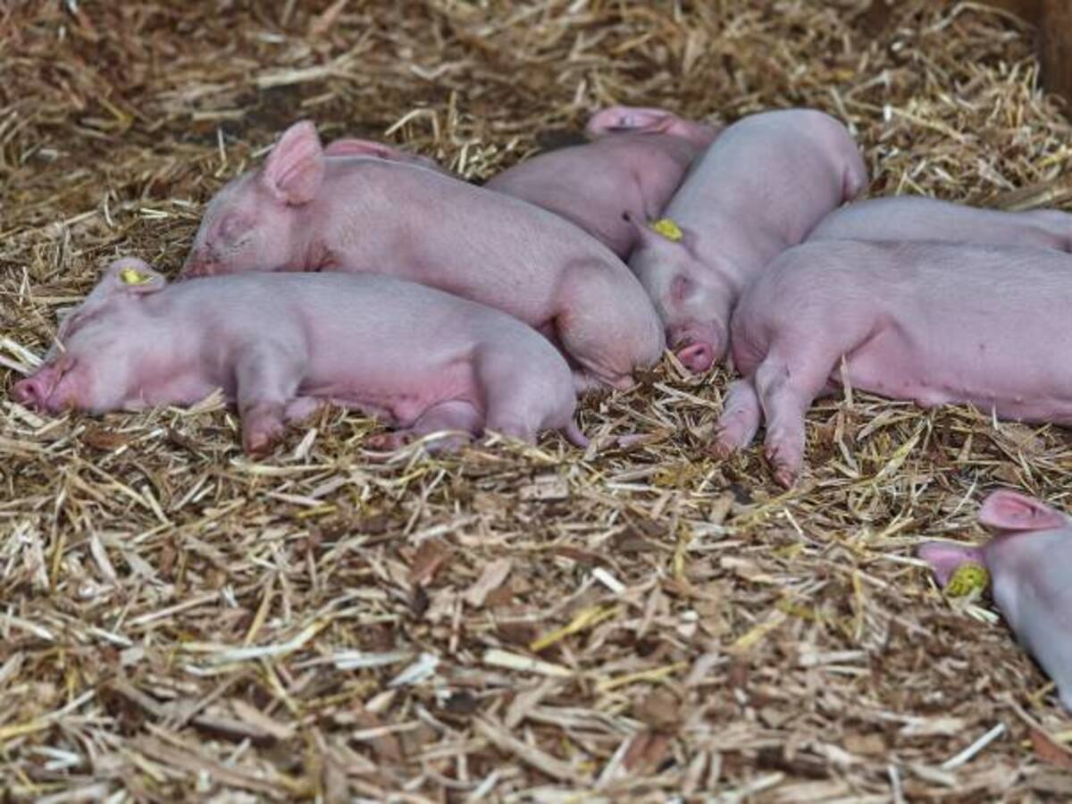 Nace en Cuba un cerdo con una cabeza y dos cuerpos