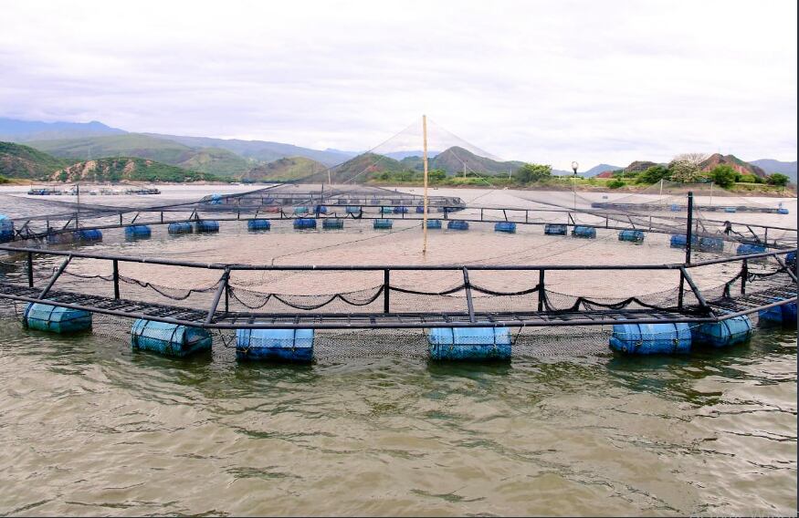 Autoridades investigan denuncias de piscicultores.