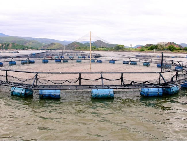 Autoridades investigan denuncias de piscicultores.